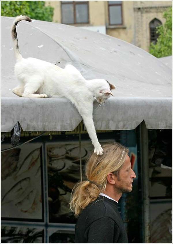 Картинка дня