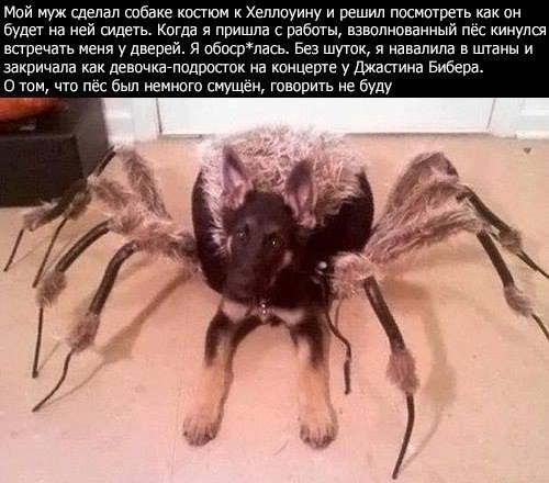 Присоединённое изображение