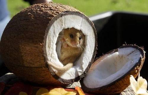 Присоединённое изображение