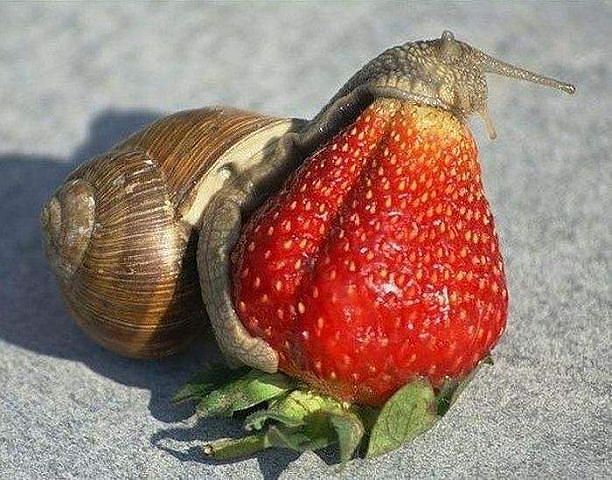 Присоединённое изображение