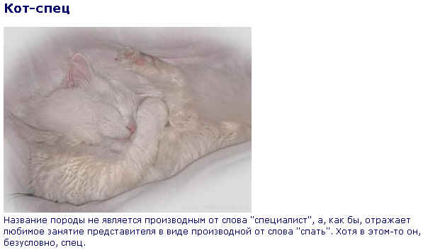 Спец коты. Спец коты
