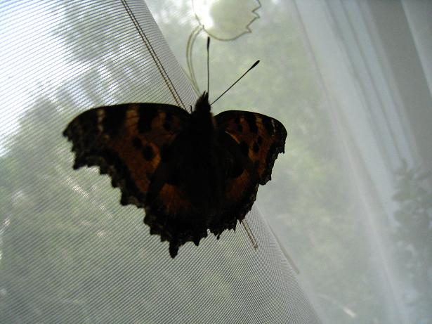 Бабочки влетают в дом. Залетела бабочка Шоколадница. Бабочка Шоколадница залетела в дом примета. Бабочка Шоколадница залетела в квартиру. Черная бабочка в квартире.