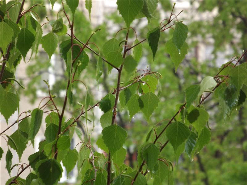 ствол березы. березка после. березовая роща низина. тайга после дождя фото. березы в росе.