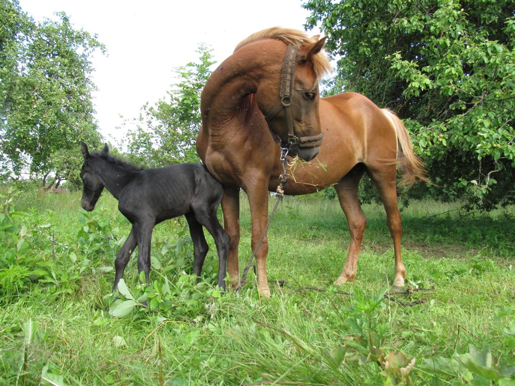 Sweet horse. Телега жеребенка родила. Ложадок. Жеребенка сутки дрищет.