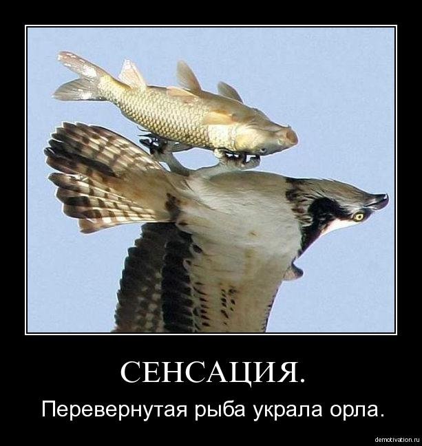 Украсть рыбу. Котенок и рыба. Рыжий кот с рыбой. Орел с рыбой. Украсть рыбу.