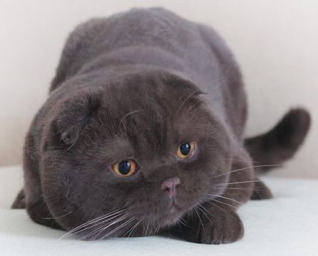 Фото Шотландской Шоколадной Кошки