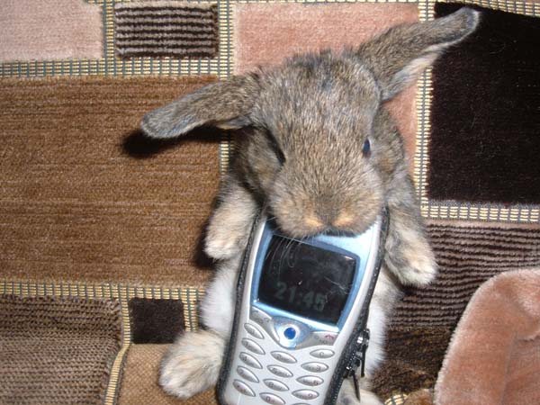 заяц летом. много зайчиков. весенний зайчик. зайчиха хочет зайца. смешные кролики.