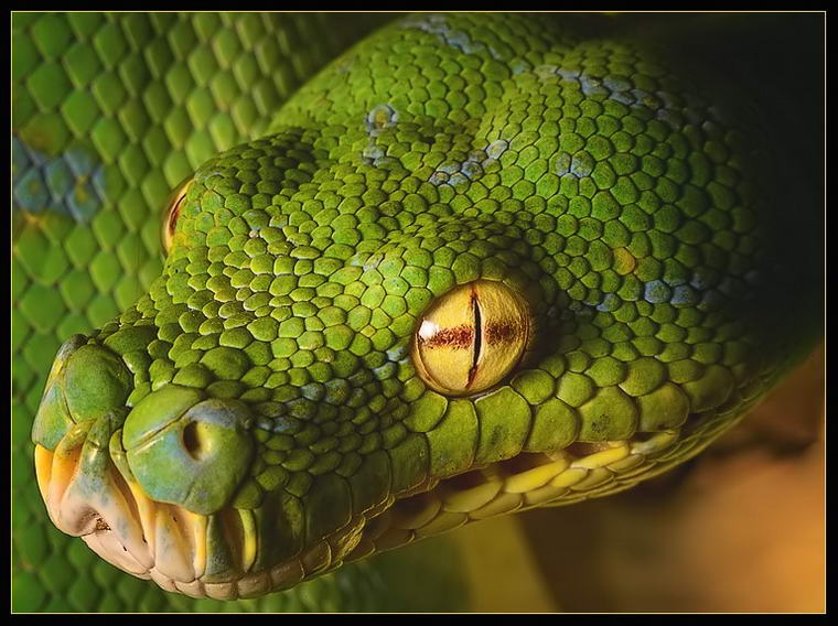 Глаза питона. Морда змеи. Зеленый змей. Зеленая голова змеи. Экзотические змеи.