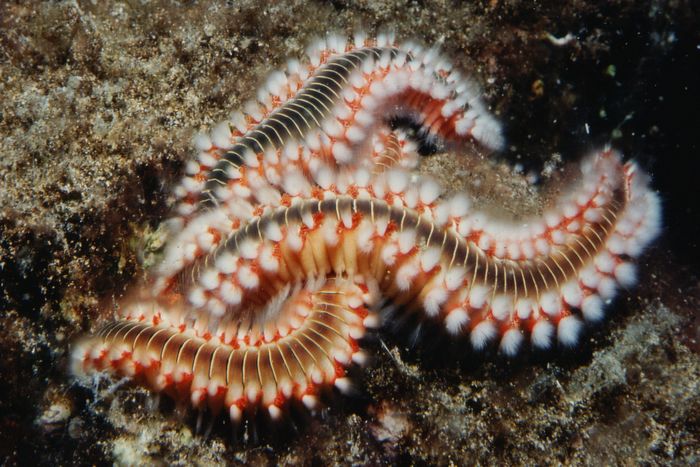 Морской червь размер. Многощетинковые черви полихеты. Морские многощетинковые черви. Полихеты глубоководные черви.