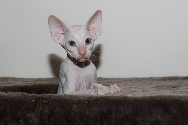 Рассмотрите фотографию кошки породы петерболд. Петерболд кошка. Сиамский Петерболд. Петерболд браш белый. Петерболд Плутон дель Ирис.