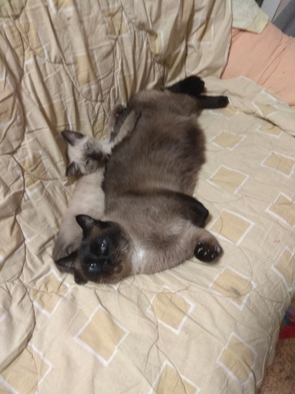 Присоединённое изображение