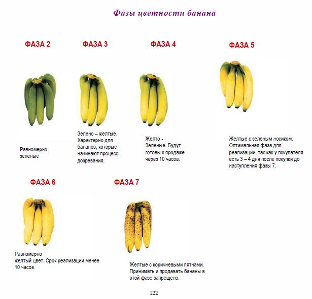 Бананы какой зрелости запрещено выставлять. Таблица созревания банана. Таблица степени зрелости бананов. Таблица цветности банана. Банан таблица степеней зрелости.