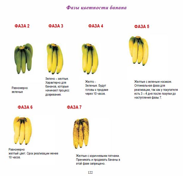 Степень зрелости бананов фото