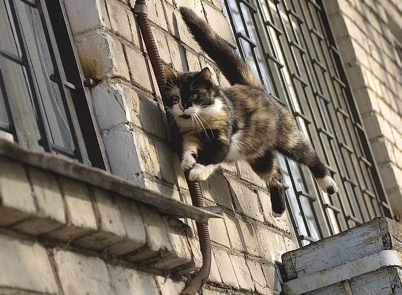 Виде васек. Балкон для кошек. Кот на балконе. Кот на перилах. Кошка на перилах балкона