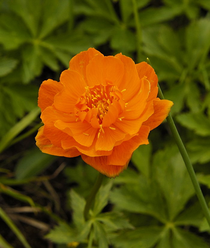 Купальница азиатская Trollius asiaticus