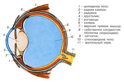 Глаз в разрезе схема